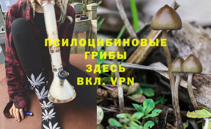 Галлюциногенные грибы MAGIC MUSHROOMS  Дудинка 